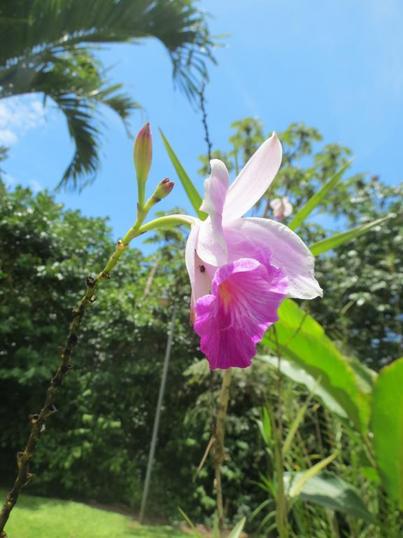 Comfort Arenal La Fortuna Rum bild
