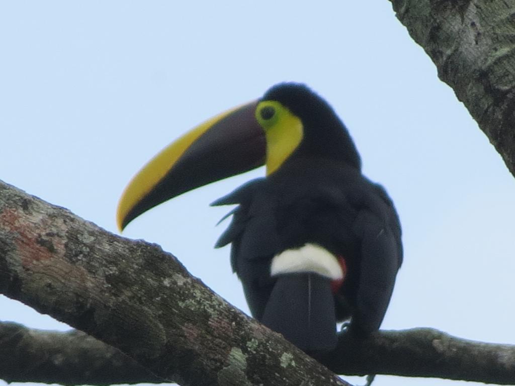 Comfort Arenal La Fortuna Rum bild