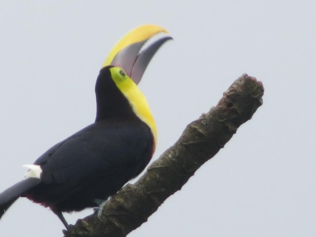 Comfort Arenal La Fortuna Rum bild